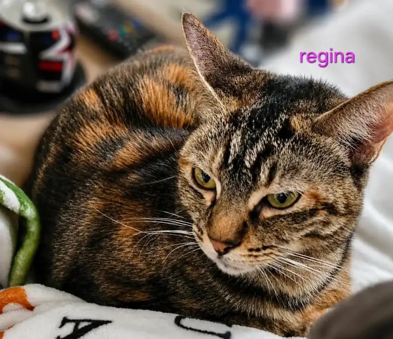 Regina thumbnail 2