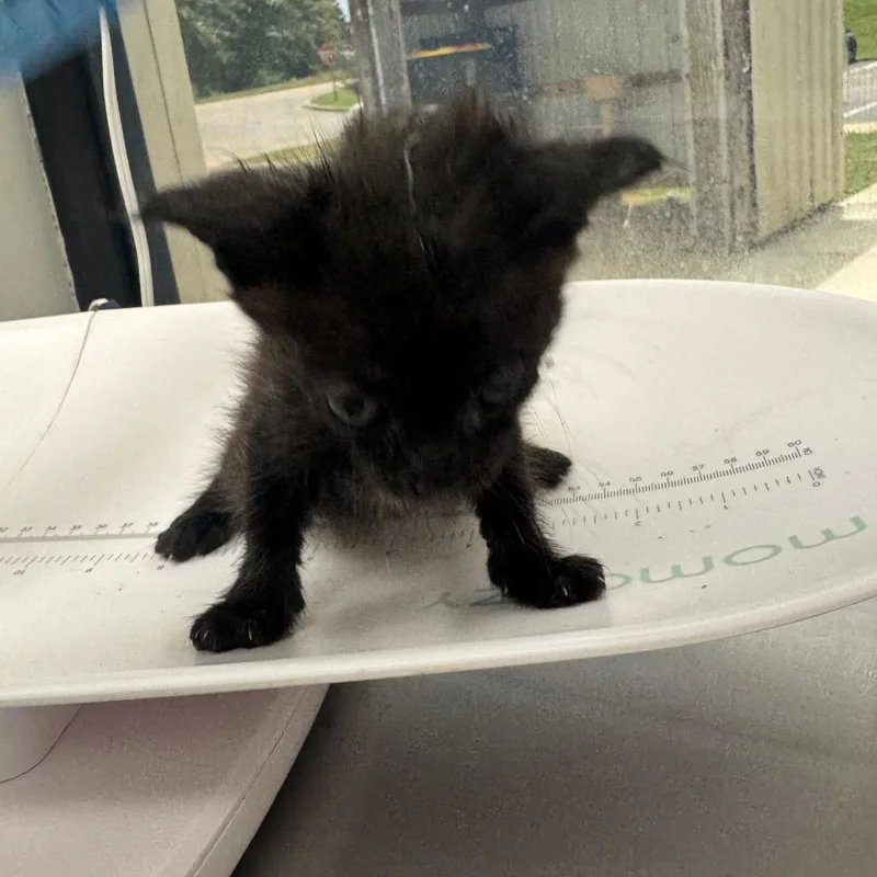 A baby small-sized female Black Domestic Short Hair cat named Rachel for adoption in Columbiana, AL