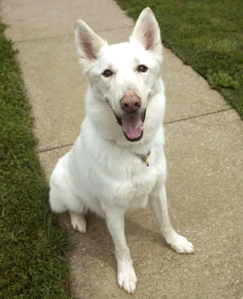 An adult large-sized male White / Cream White German Shepherd dog named Casper Rare White for adoption in Bedford Hills, NY