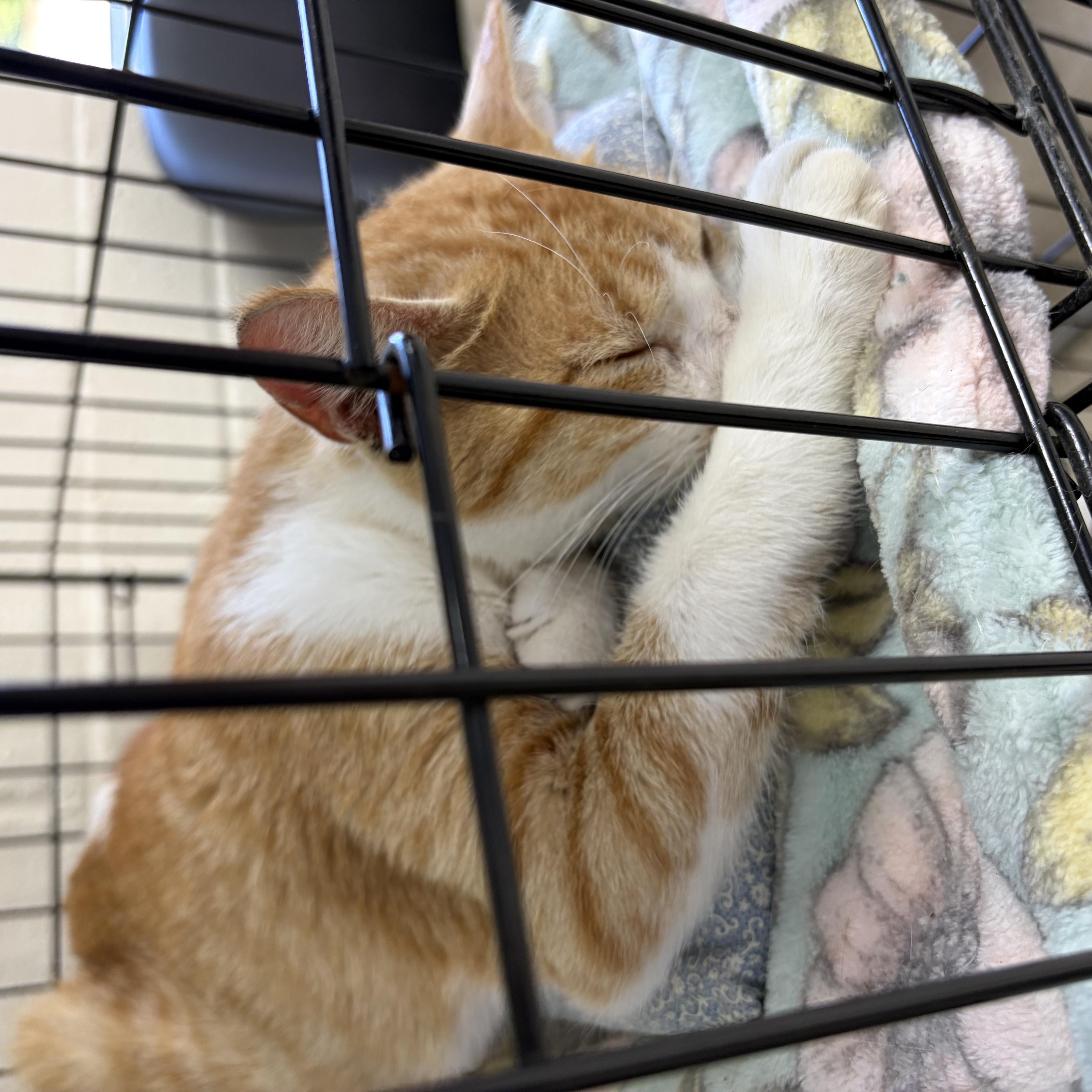 A young medium-sized female Orange & White Domestic Short Hair cat named Cheese for adoption in Greensboro, NC
