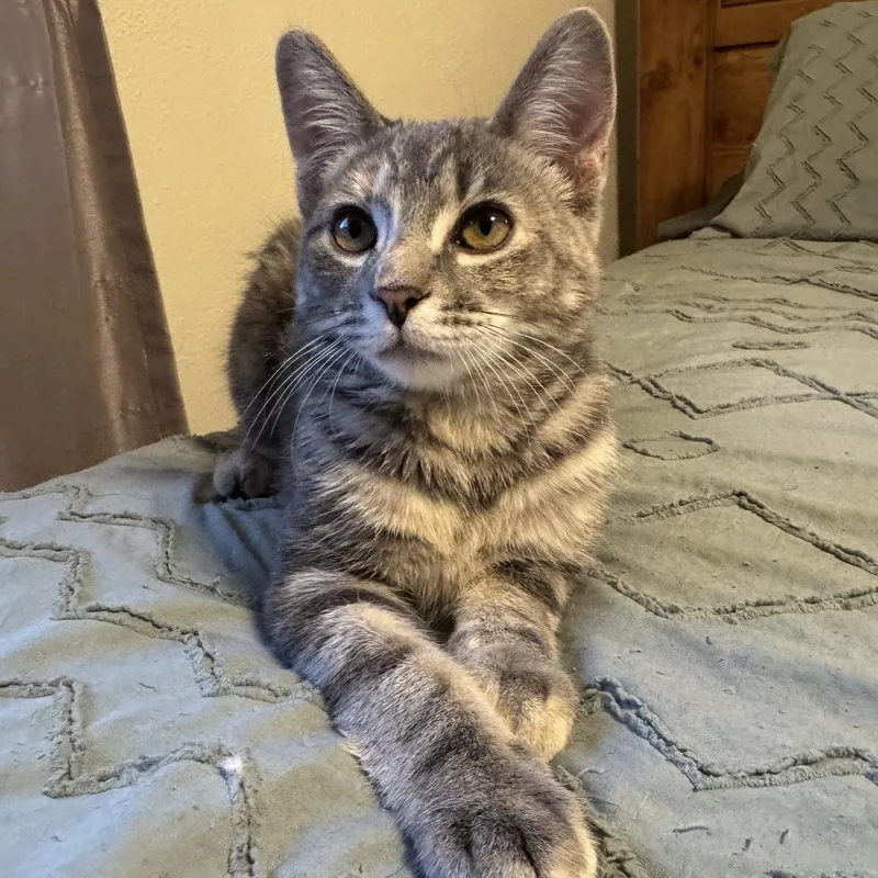 A baby medium-sized female Domestic Short Hair cat named Willow for adoption in DuBois, PA