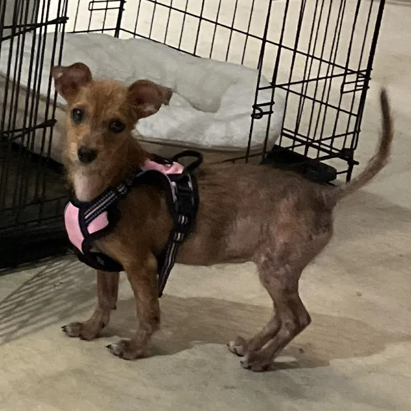 A young small-sized female Golden Chihuahua dog named Ren for adoption in Raleigh, NC