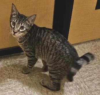 A young medium-sized male Tabby (Brown / Chocolate) Tabby cat named Guster for adoption in Tulsa, OK