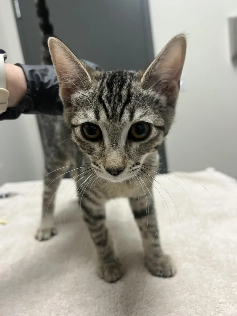 A baby small-sized female Domestic Short Hair cat named Morticia for adoption in Chico, CA