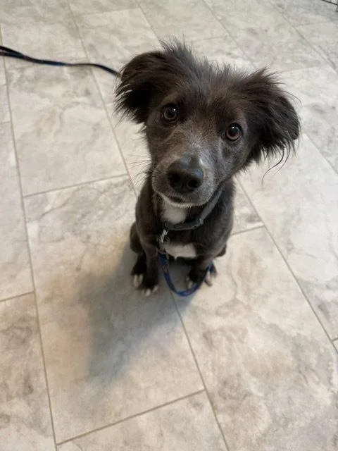 An adult medium-sized female Border Collie dog named Missy for adoption in St. Louis, MO