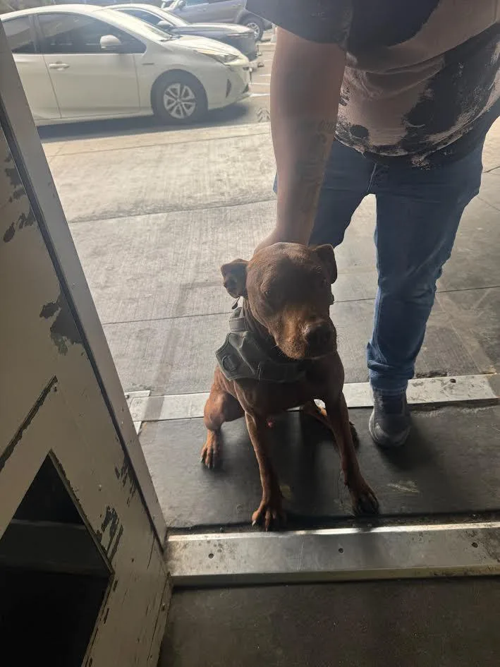 An adult large-sized male Pit Bull Terrier dog named Buggy for adoption in Los Angeles, CA
