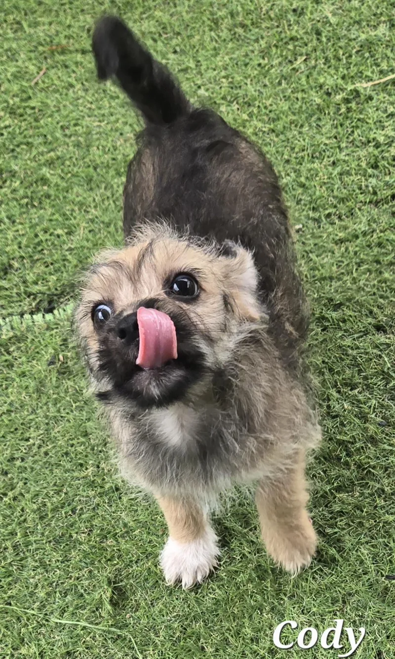Cody thumbnail 3