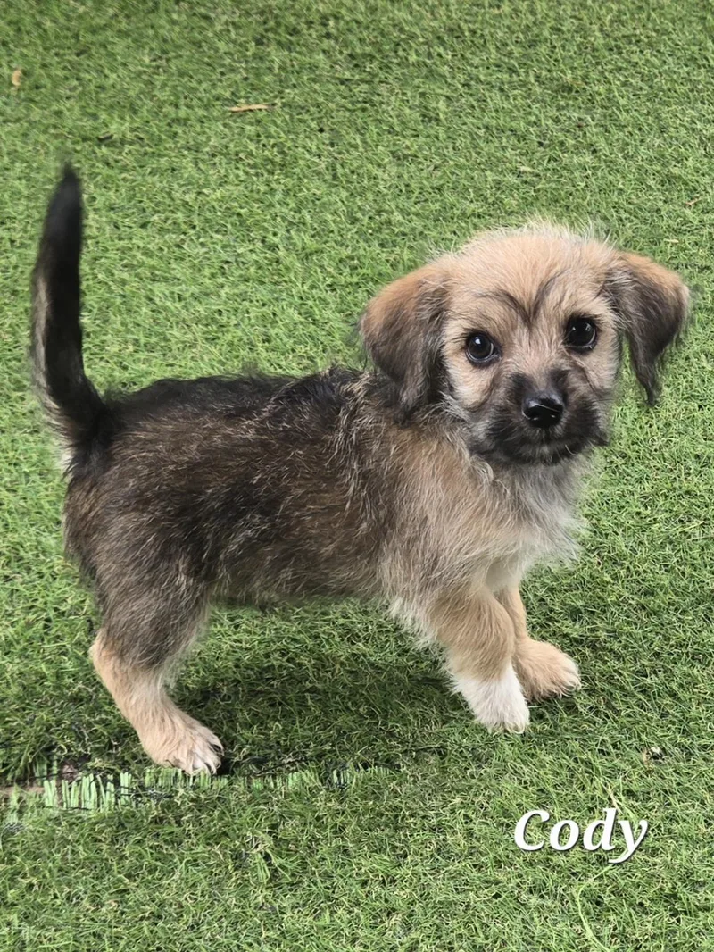 Cody thumbnail 4
