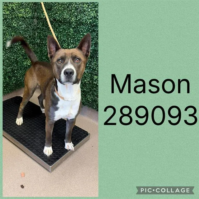 A young medium-sized male Mixed Breed dog named Mason for adoption in Macon, GA