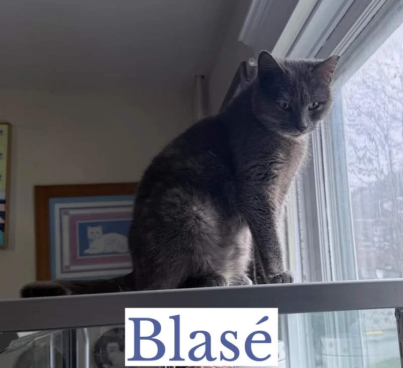 An adult large-sized female Dilute Tortoiseshell Domestic Short Hair cat named Blasé for adoption in Berkeley Springs, WV