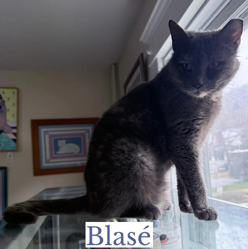Blasé thumbnail 3