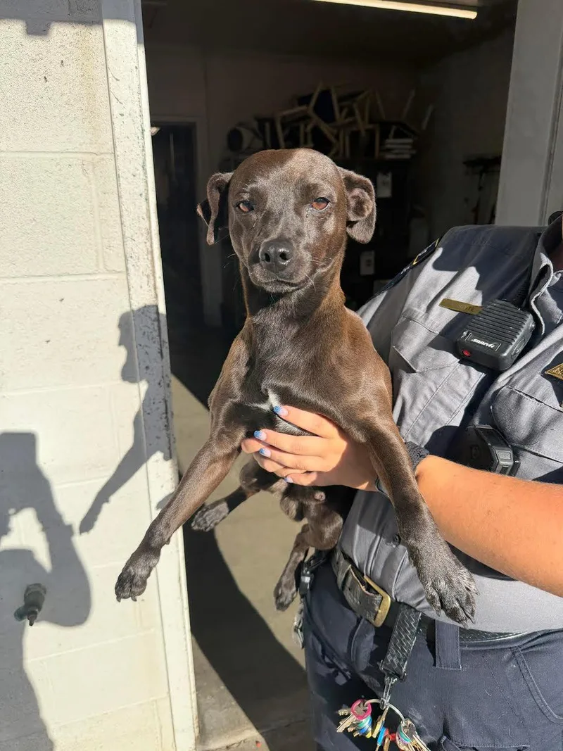 An adult small-sized male Brown / Chocolate Chihuahua dog named Finn for adoption in Oakdale, CA