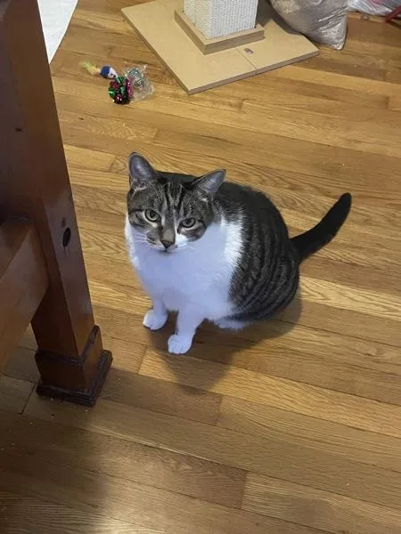 Caramelo thumbnail 3