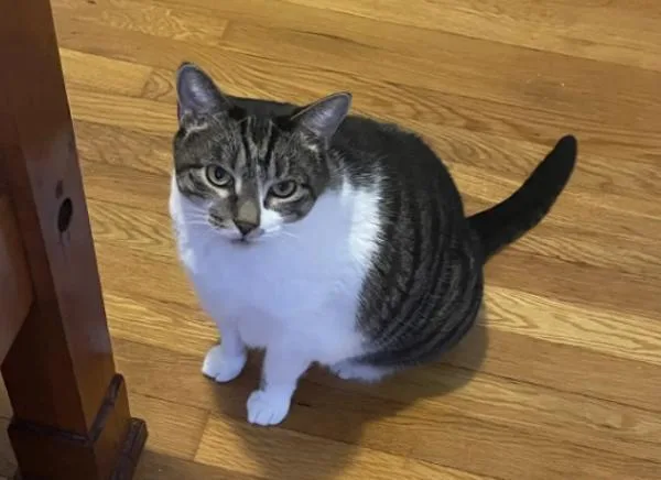 Caramelo thumbnail 4