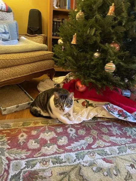 Caramelo thumbnail 5