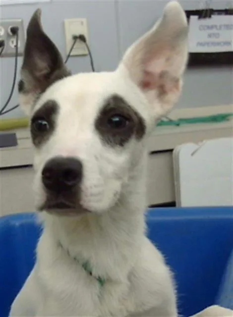 A young medium-sized female Mixed Breed dog named Rio for adoption in Dallas, TX
