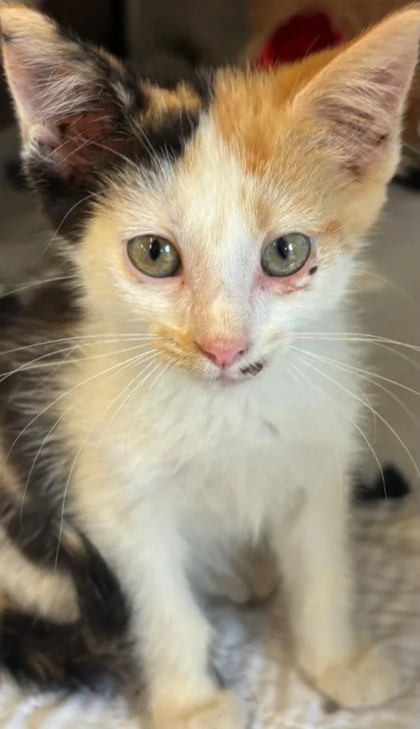 A baby small-sized female Domestic Short Hair cat named Princess for adoption in Elizabethton, TN