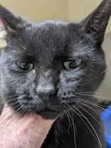 An adult medium-sized female Black Domestic Short Hair cat named Raven for adoption in Portsmouth, OH
