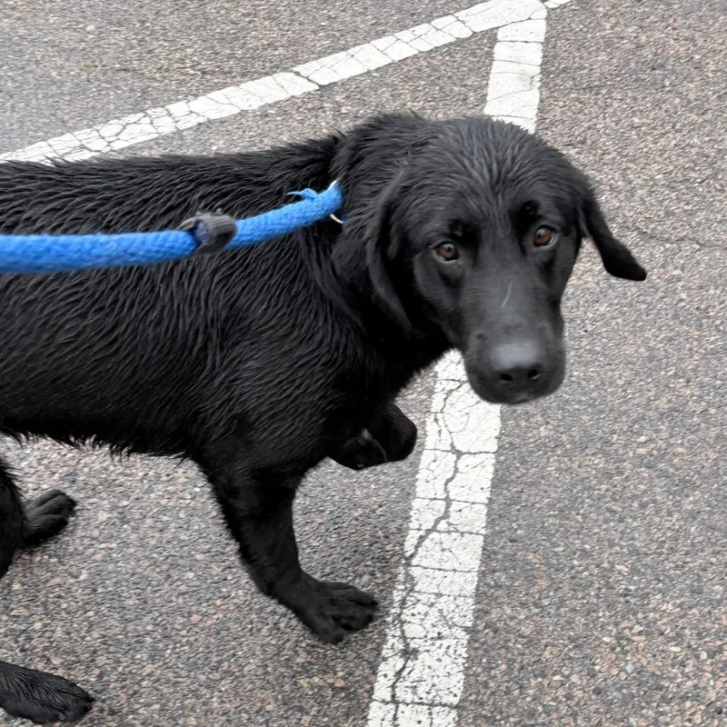An adult medium-sized male Black Labrador Retriever dog named Lorenzo for adoption in Philadelphia, PA