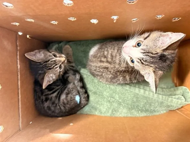 A baby small-sized male Domestic Short Hair cat named Mort for adoption in Tustin, CA