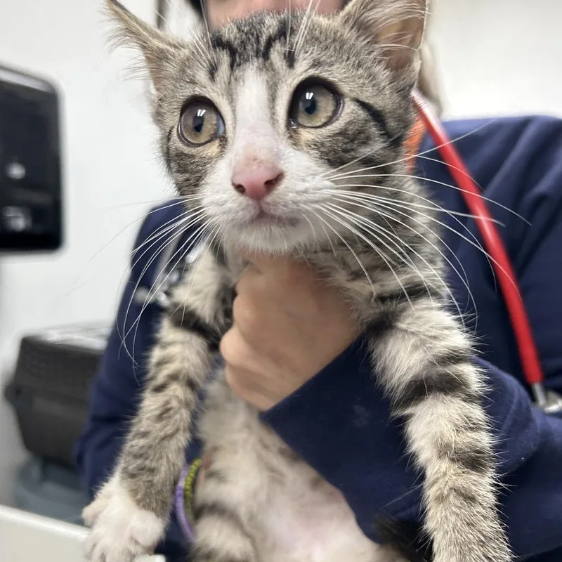 A young small-sized male Gray / Blue / Silver Domestic Short Hair cat named Peanut for adoption in Newark, NJ