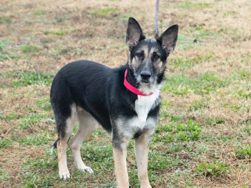 A young small-sized female German Shepherd Dog dog named Integrity for adoption in Lansing, KS