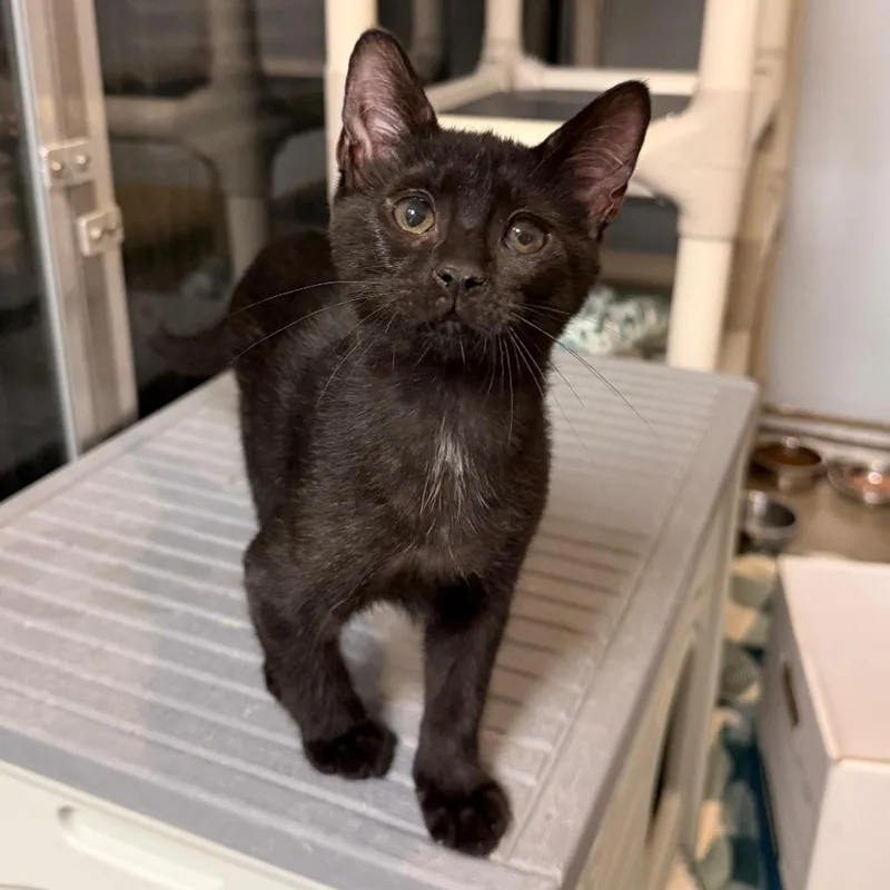 A baby small-sized male Black Domestic Short Hair cat named Hashbrown for adoption in South Elgin, IL