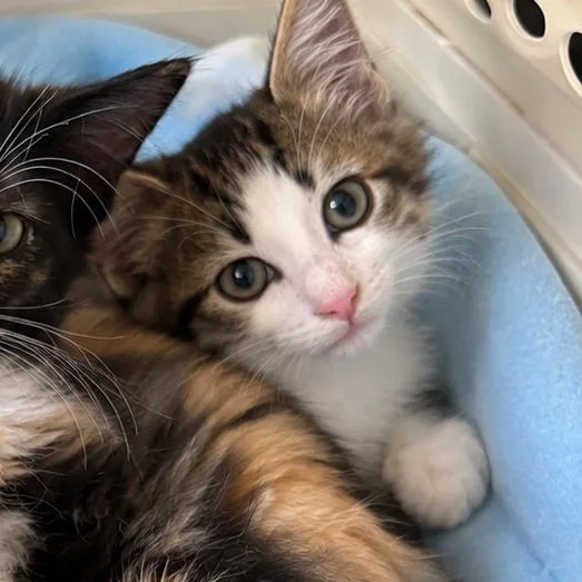 A baby small-sized male Domestic Medium Hair cat named Clint RJ for adoption in Columbia, MO