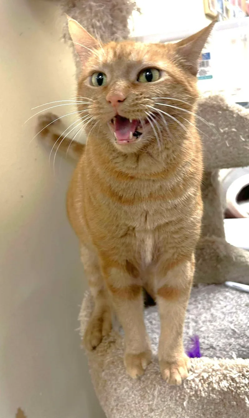 A young large-sized female Orange & White Domestic Short Hair cat named Zelena for adoption in HEMET, CA