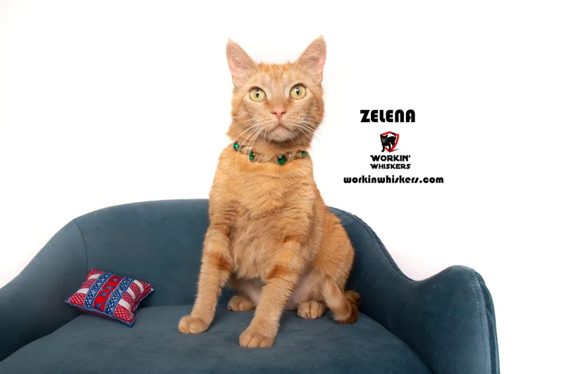 Zelena thumbnail 2