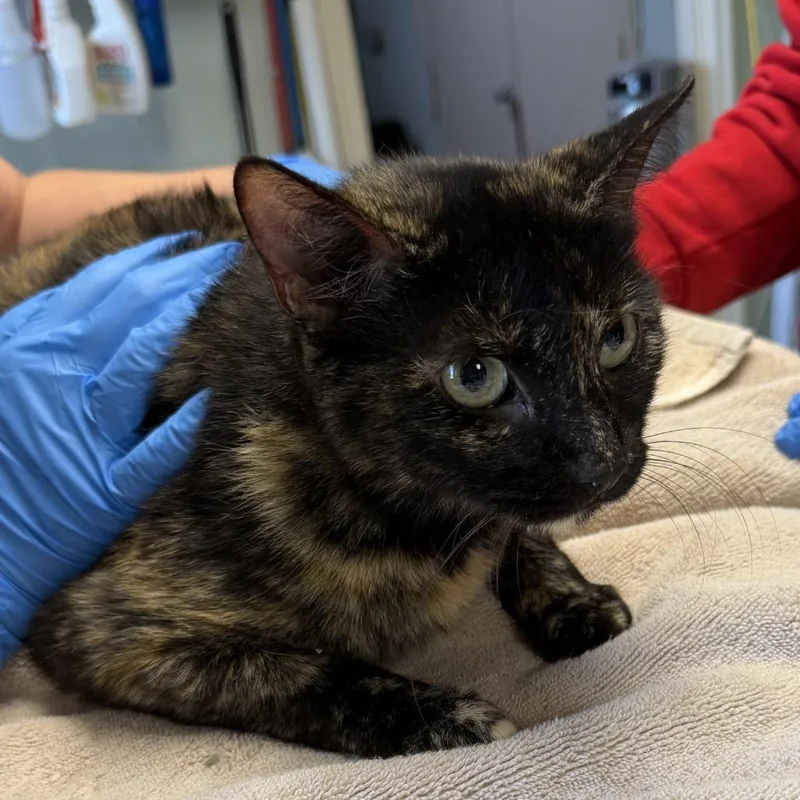An adult large-sized female Tortoiseshell Domestic Short Hair cat named Mama Empress for adoption in Mount Juliet, TN