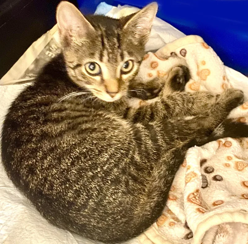 A baby medium-sized male Tabby (Brown / Chocolate) Domestic Short Hair cat named Buddy Holly for adoption in Mansfield, OH