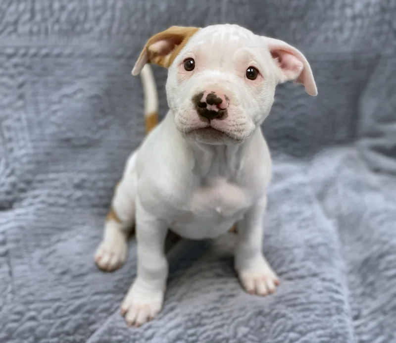 A baby medium-sized male White / Cream Terrier dog named Patrick for adoption in Charles Town, WV
