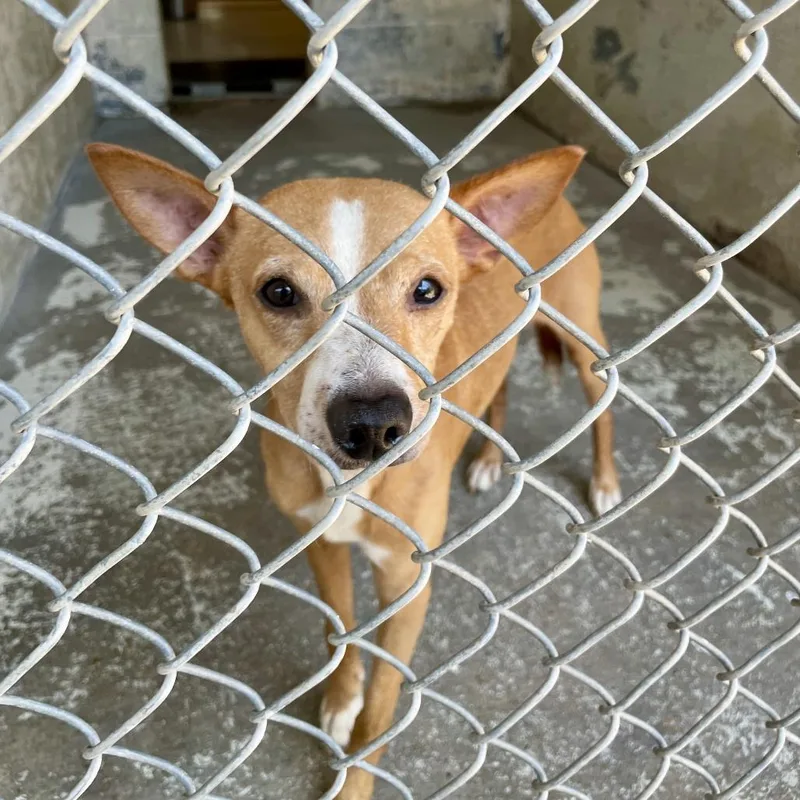 An adult small-sized male Brown / Chocolate Basenji dog named Peanut for adoption in Durango, CO