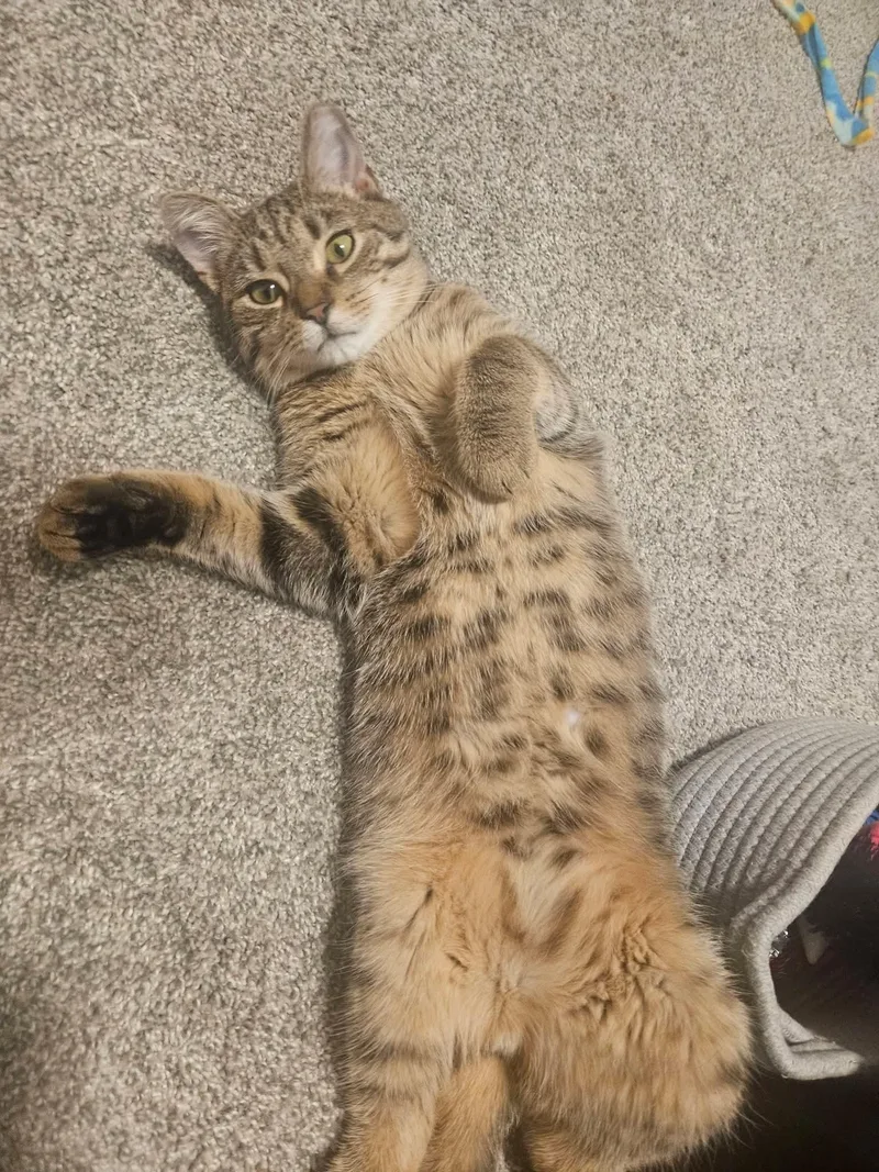 A young medium-sized male Tabby (Brown / Chocolate) Domestic Short Hair cat named Bacon Bits for adoption in Carnegie, PA
