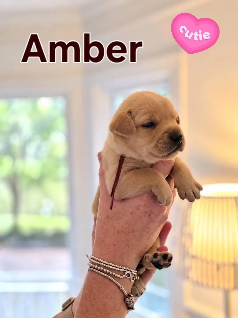A young medium-sized male Terrier dog named Amber  Willow Mae for adoption in Holly Springs, NC