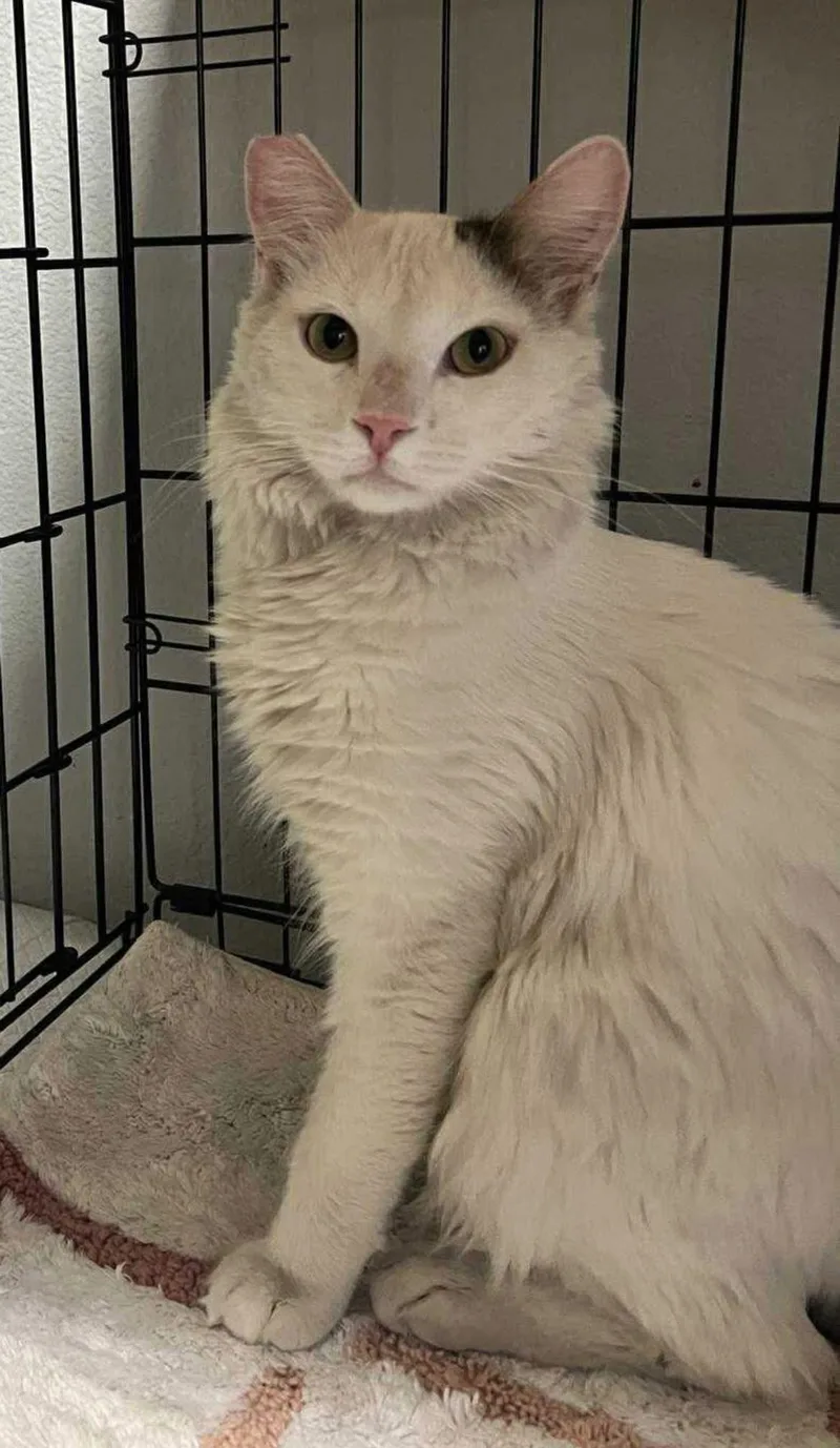 An adult medium-sized male Domestic Medium Hair cat named Jasper for adoption in Las Vegas, NV