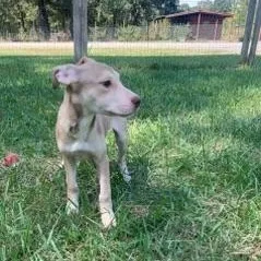 A baby medium-sized female Hound dog named Karen for adoption in Medfield, MA