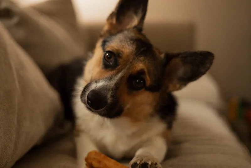 A young small-sized female Tricolor (Brown, Black, & White) Pembroke Welsh Corgi dog named Zoe for adoption in Hagerstown, MD