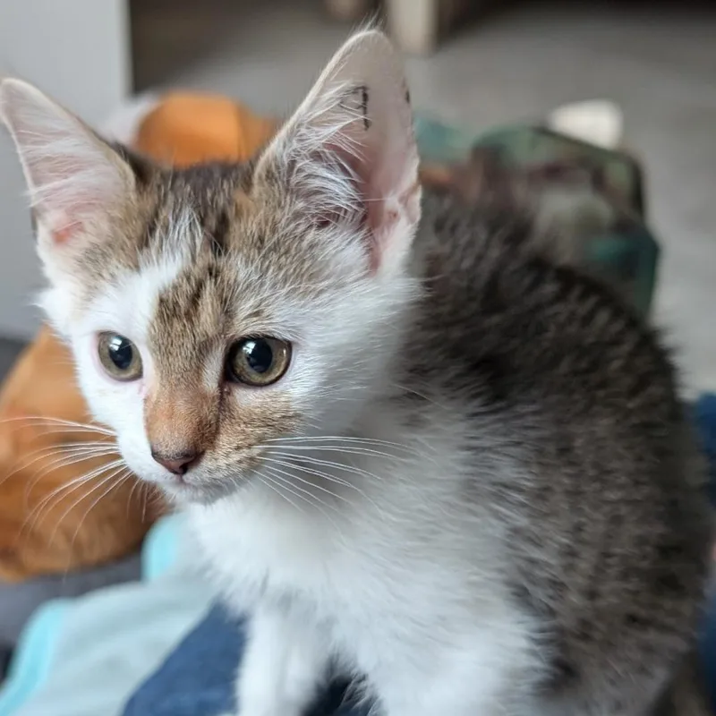 A baby small-sized female White Domestic Short Hair cat named Jasmine for adoption in New Albany, OH