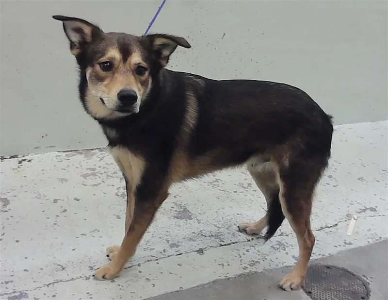 A young medium-sized male Labrador Retriever dog named Martin for adoption in Houston, TX