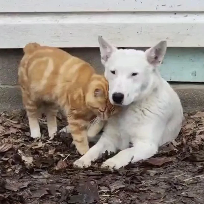 A young medium-sized male White / Cream Cattle Dog dog named Ice for adoption in Mooresville, IN