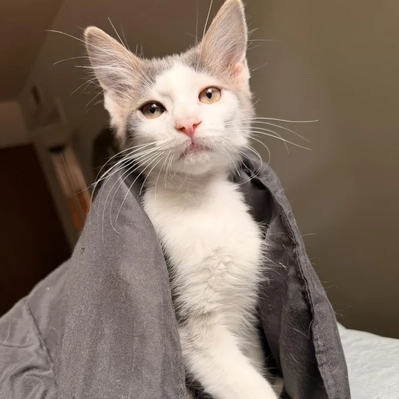 A baby medium-sized male Domestic Short Hair cat named Puya for adoption in Davis, CA