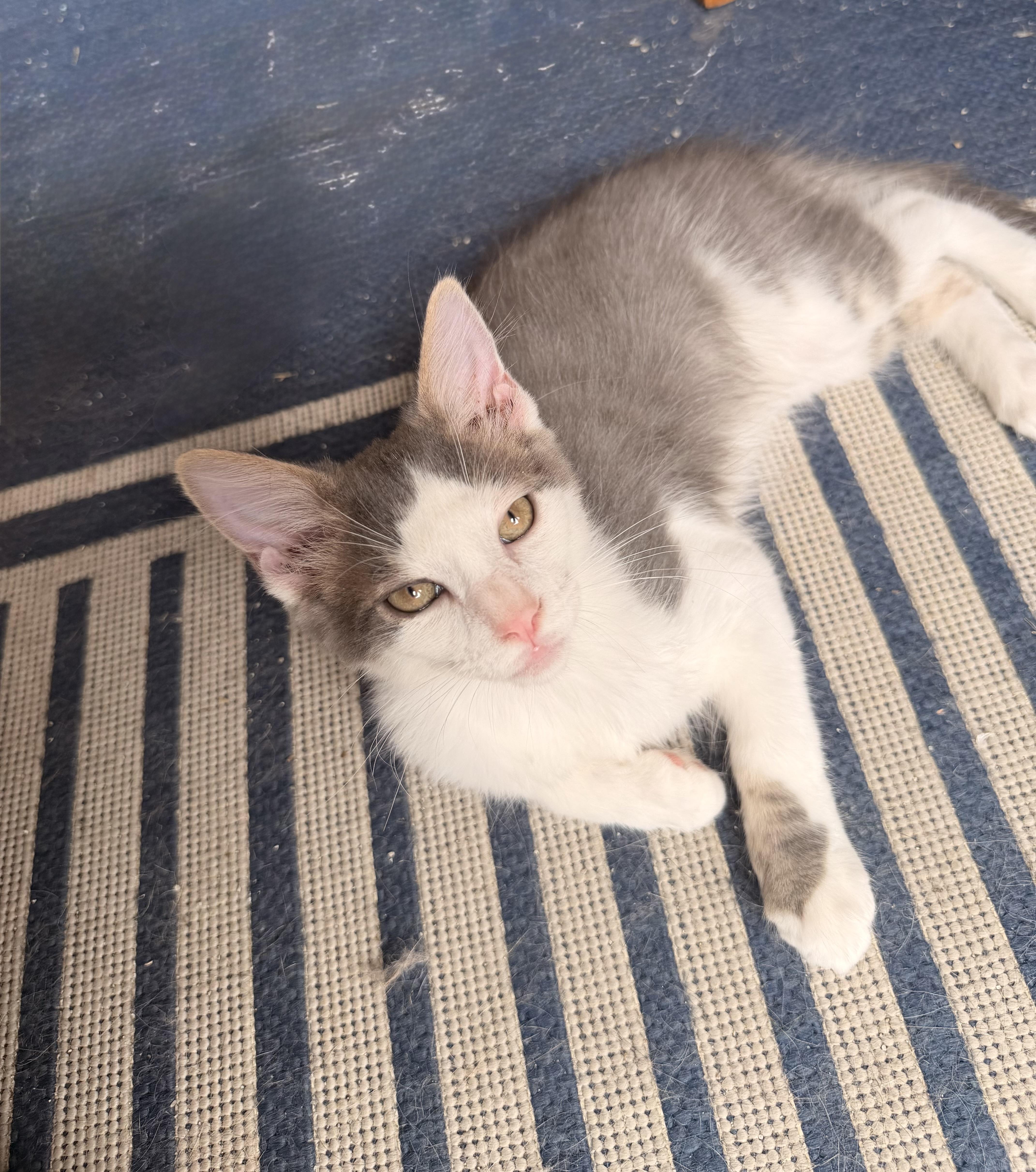Puya thumbnail 3