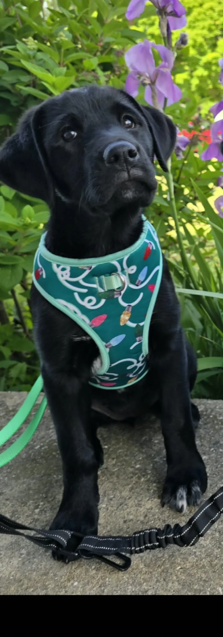 A baby extra large-sized female Black Mixed Breed dog named Bonnie for adoption in Kenosha, WI