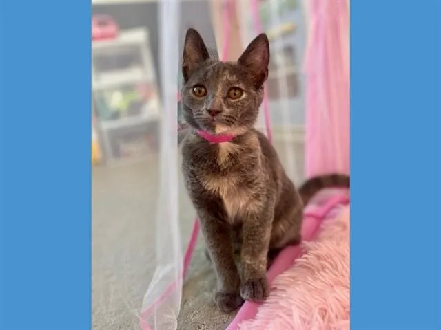 A baby small-sized female Domestic Short Hair cat named Aurelia for adoption in Fort Wayne, IN