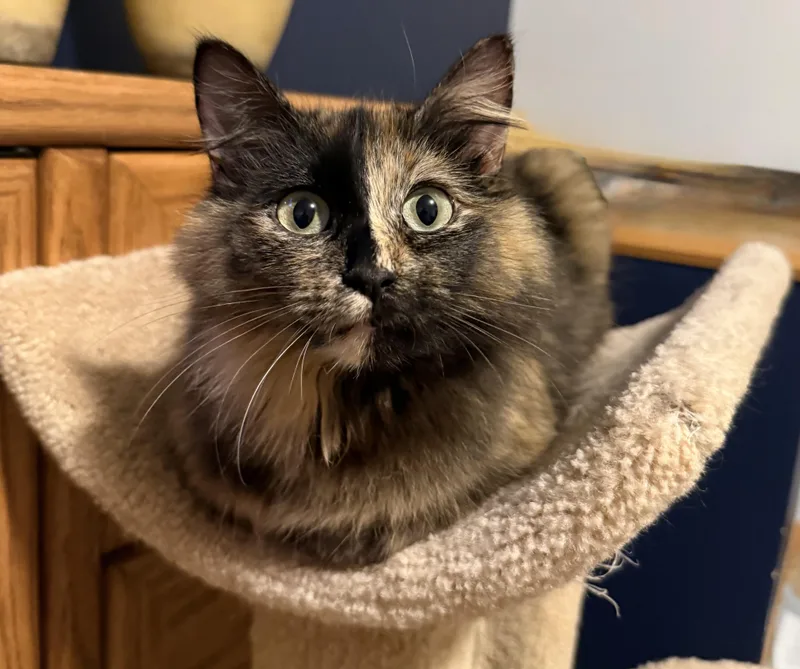 An adult medium-sized female Tortoiseshell cat named Trixie for adoption in Blaine, MN