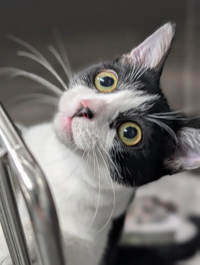 A young medium-sized female Black Domestic Short Hair cat named Angelica for adoption in Plainfield, NJ