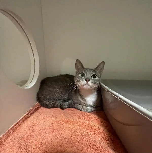 An adult medium-sized female Domestic Short Hair cat named Suki for adoption in Oceanside, CA