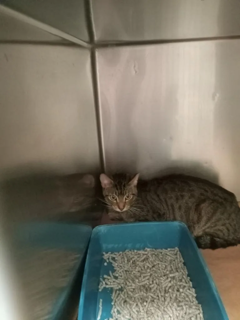 A young large-sized female Domestic Short Hair cat named Ruban for adoption in Cartersville , GA